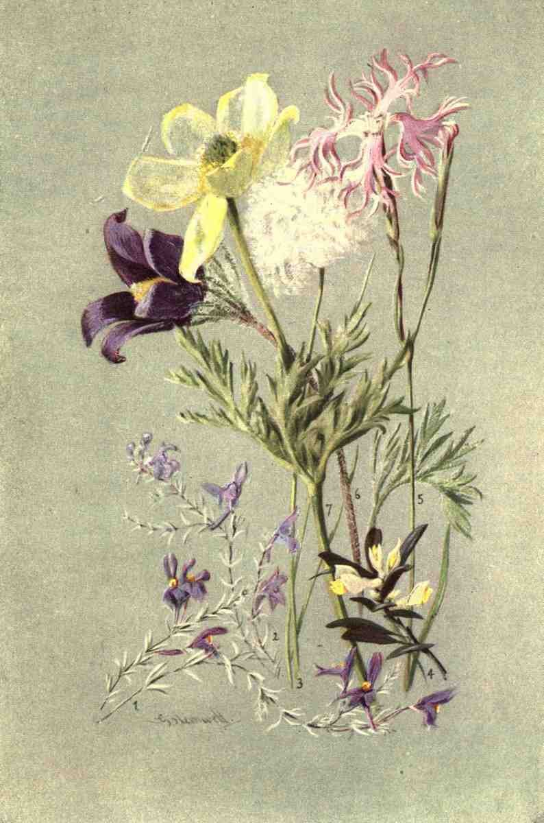 Flemwell George J 1865 1925 Sub Alpine Plants 1912 Linaria Alpina et al A4 Photo Print