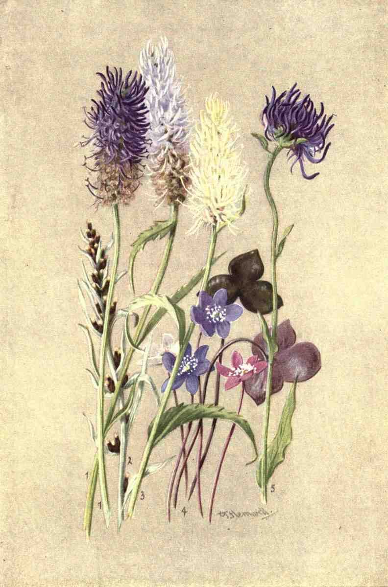 Flemwell George J 1865 1925 Sub Alpine Plants 1912 Phyteuma A4 Photo Print
