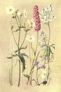 Flemwell George J 1865 1925 Sub Alpine Plants 1912 Polygonum et al A4 Photo Print