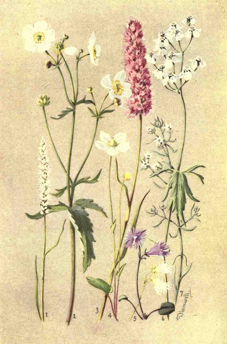 Flemwell George J 1865 1925 Sub Alpine Plants 1912 Polygonum et al A4 Photo Print