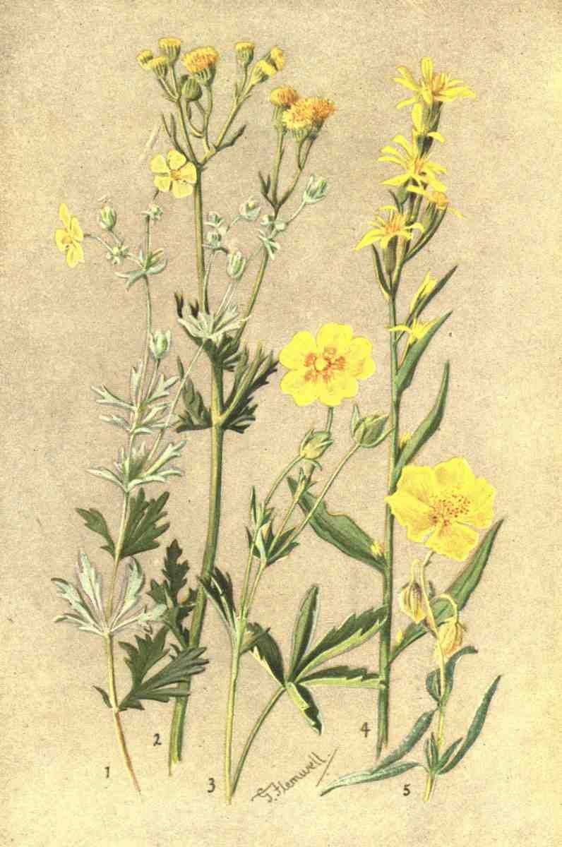 Flemwell George J 1865 1925 Sub Alpine Plants 1912 Potentilla et al A4 Photo Print