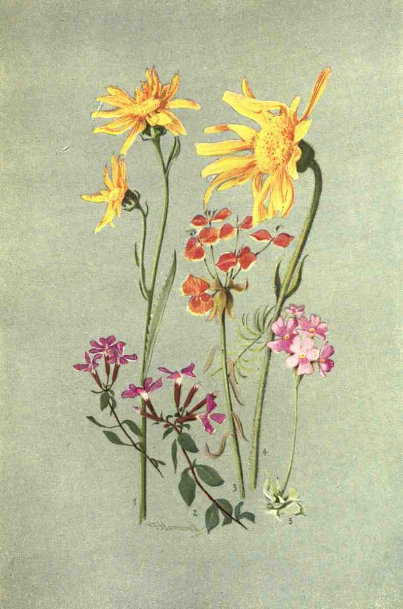 Flemwell George J 1865 1925 Sub Alpine Plants 1912 Senecio et al A4 Photo Print