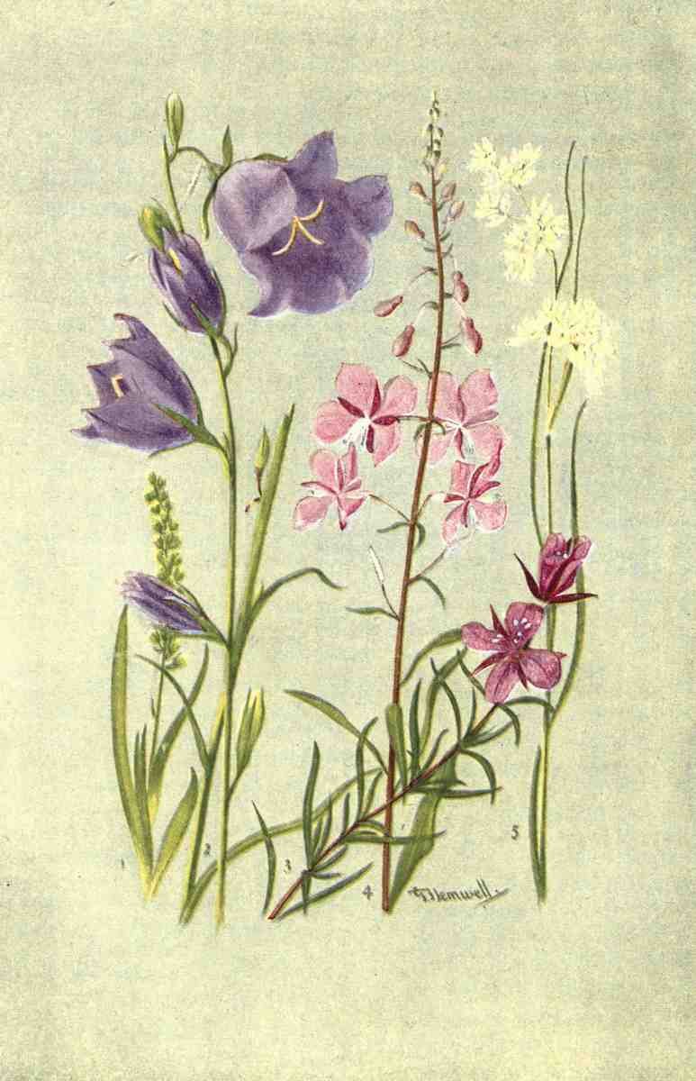 Flemwell George J 1865 1925 Sub Alpine Plants 1912 Tofieldia et al A4 Photo Print