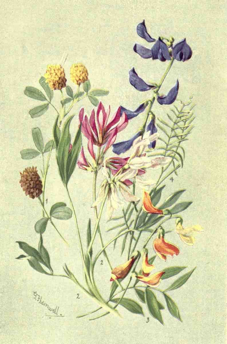Flemwell George J 1865 1925 Sub Alpine Plants 1912 Trifolium et al A4 Photo Print