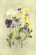 Flemwell George J 1865 1925 Sub Alpine Plants 1912 Viola et al A4 Photo Print