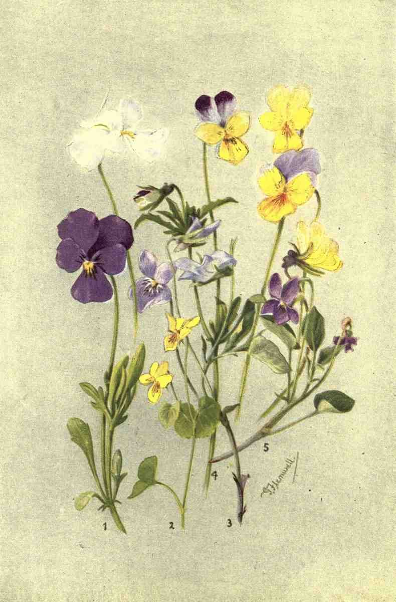 Flemwell George J 1865 1925 Sub Alpine Plants 1912 Viola et al A4 Photo Print