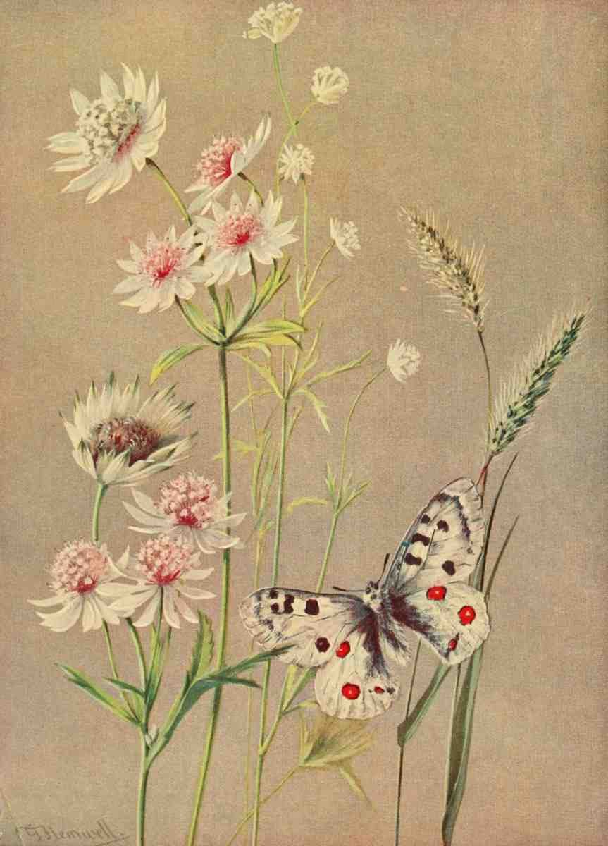 Flemwell George J 1865 1925 The Flower fields of Alpine Switzerland 1911 Astrantia and Apollo But A4 Photo Print