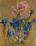 Flemwell George J 1865 1925 The Flower fields of Alpine Switzerland 1911 Gentiana A4 Photo Print