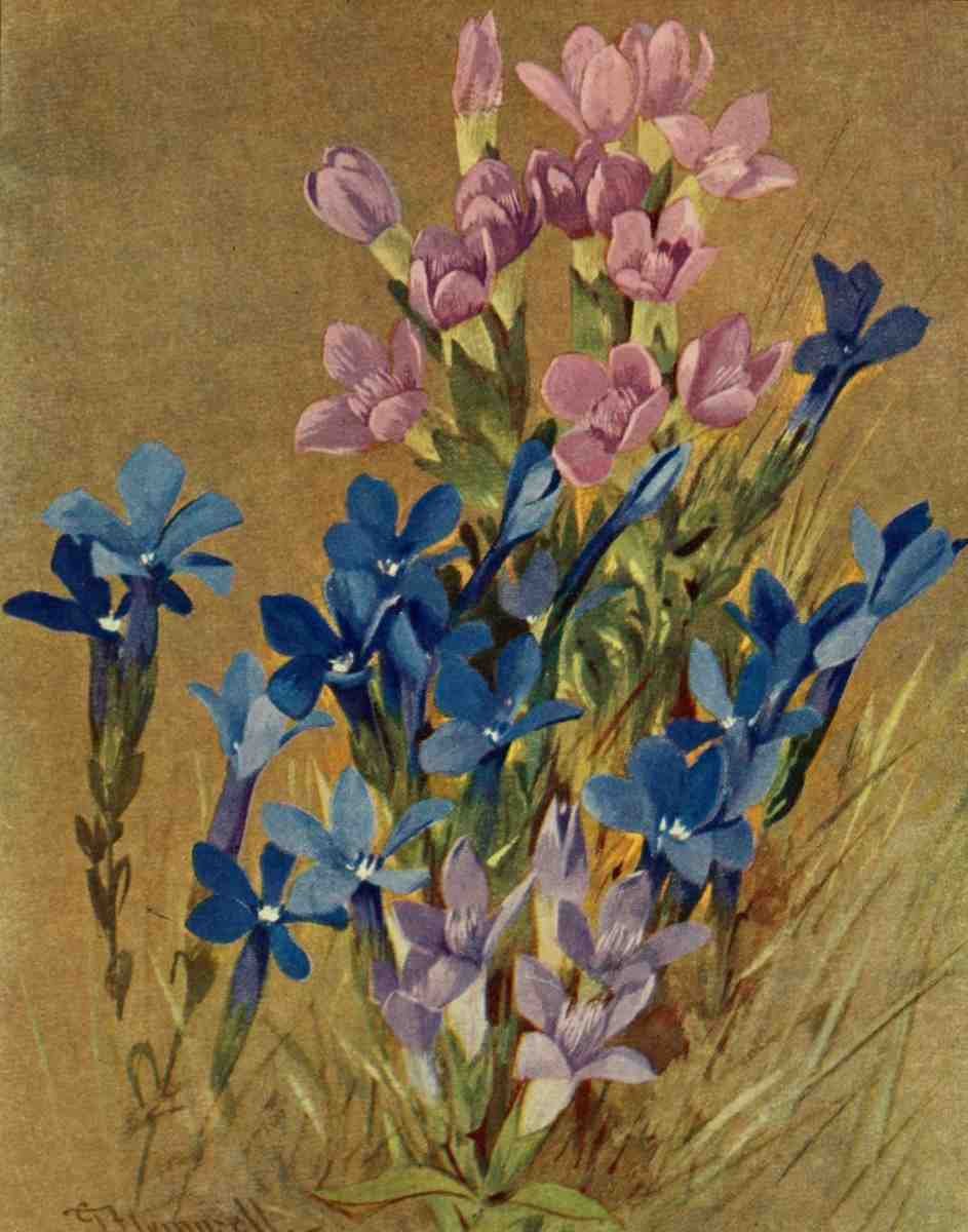 Flemwell George J 1865 1925 The Flower fields of Alpine Switzerland 1911 Gentiana A4 Photo Print