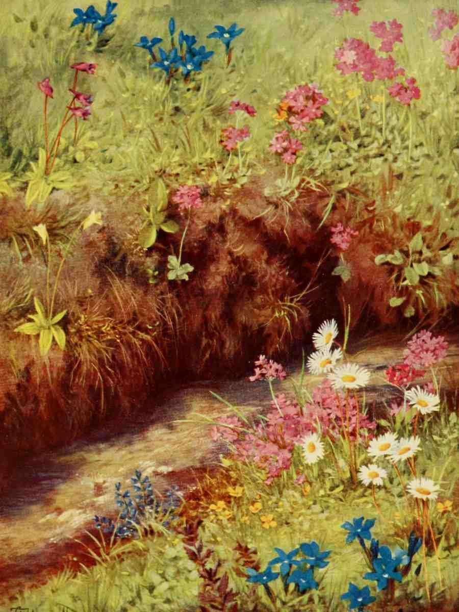 Flemwell George J 1865 1925 The Flower fields of Alpine Switzerland 1911 Primula Farinosa et al A4 Photo Print