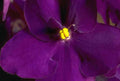 Flower africanviolet purple yellow A4 Photo Print