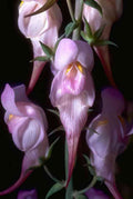 Flower bleeding heart flowers GIGA 3
