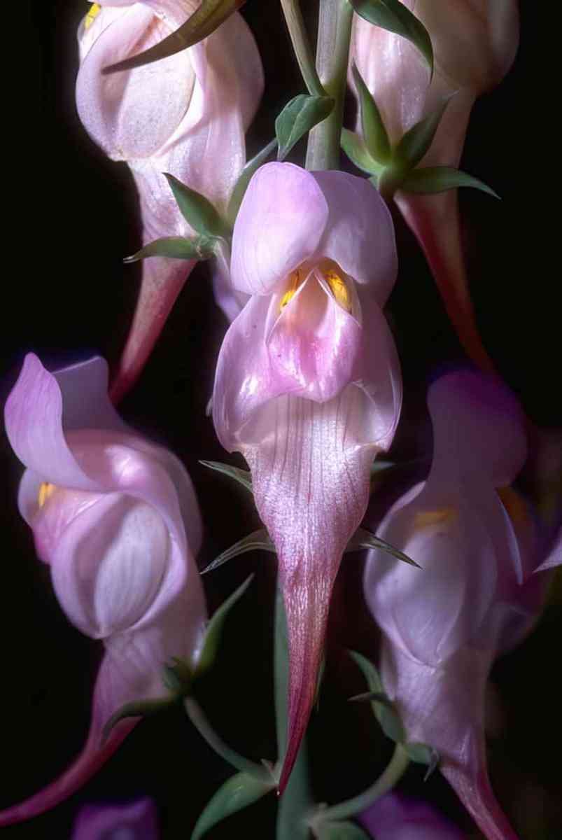 Flower bleeding heart flowers GIGA 3