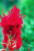 Flower crimson poppy flower A4 Photo Print