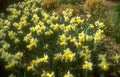 Flower daffodils spring bloom A4 Photo Print