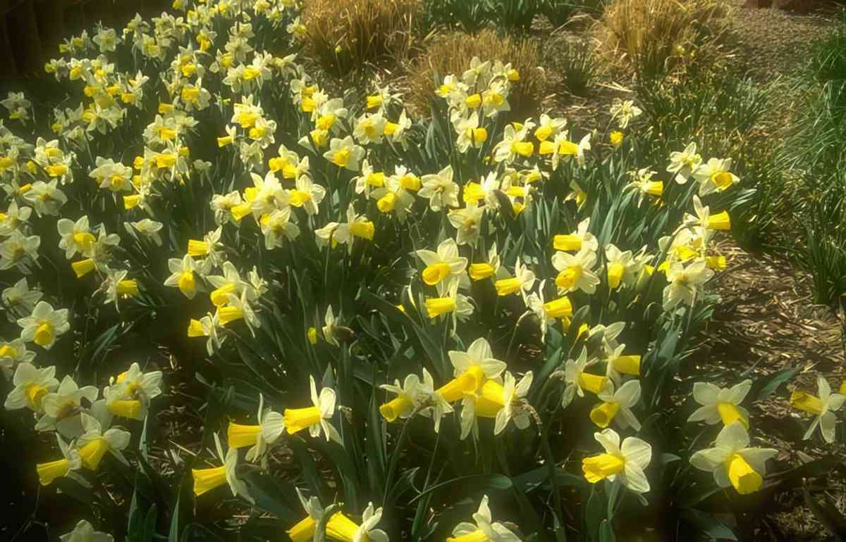 Flower daffodils spring bloom A4 Photo Print
