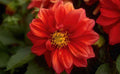 Flower dahlia flower red GIGA 2