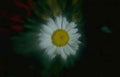 Flower daisy macro darkbackground A4 Photo Print