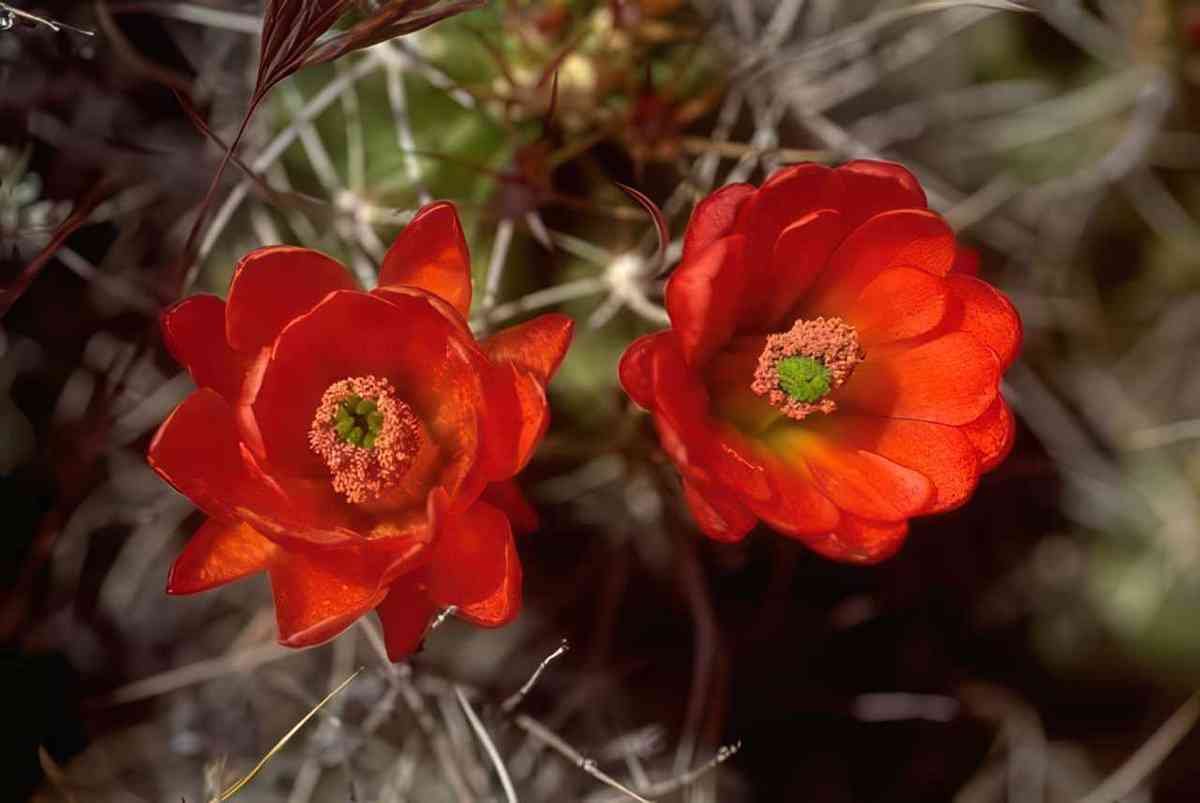 Flower desert flowers red A4 Photo Print