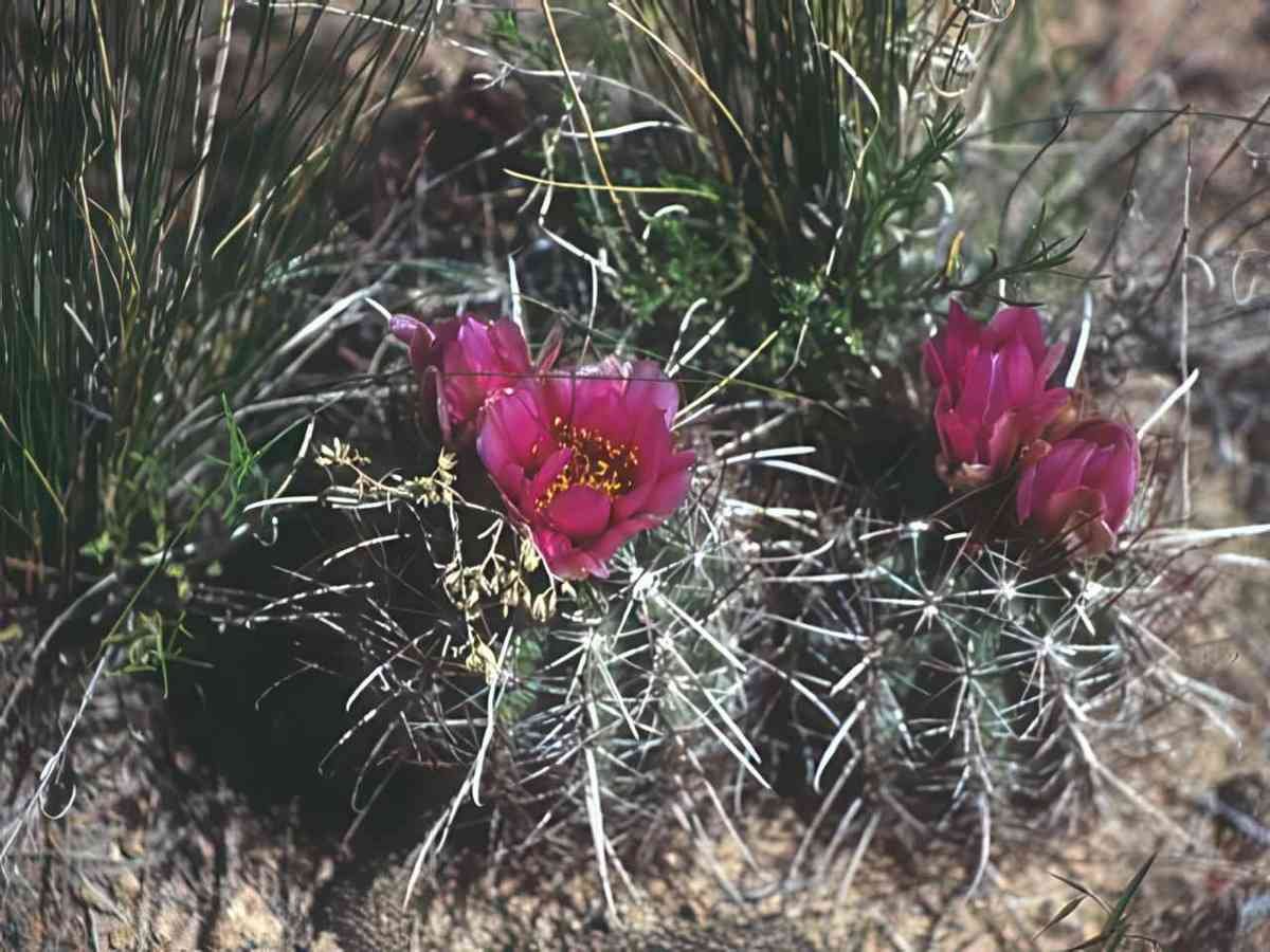 Flower desert wildflower opuntia 2 GIGA 2