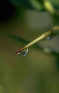 Flower dewdrop grass reflection A4 Photo Print
