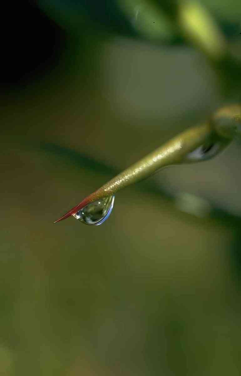 Flower dewdrop grass reflection A4 Photo Print