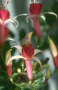 Flower fuchsia passion flowers A4 Photo Print