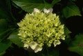 Flower hydrangea flower cluster GIGA 2