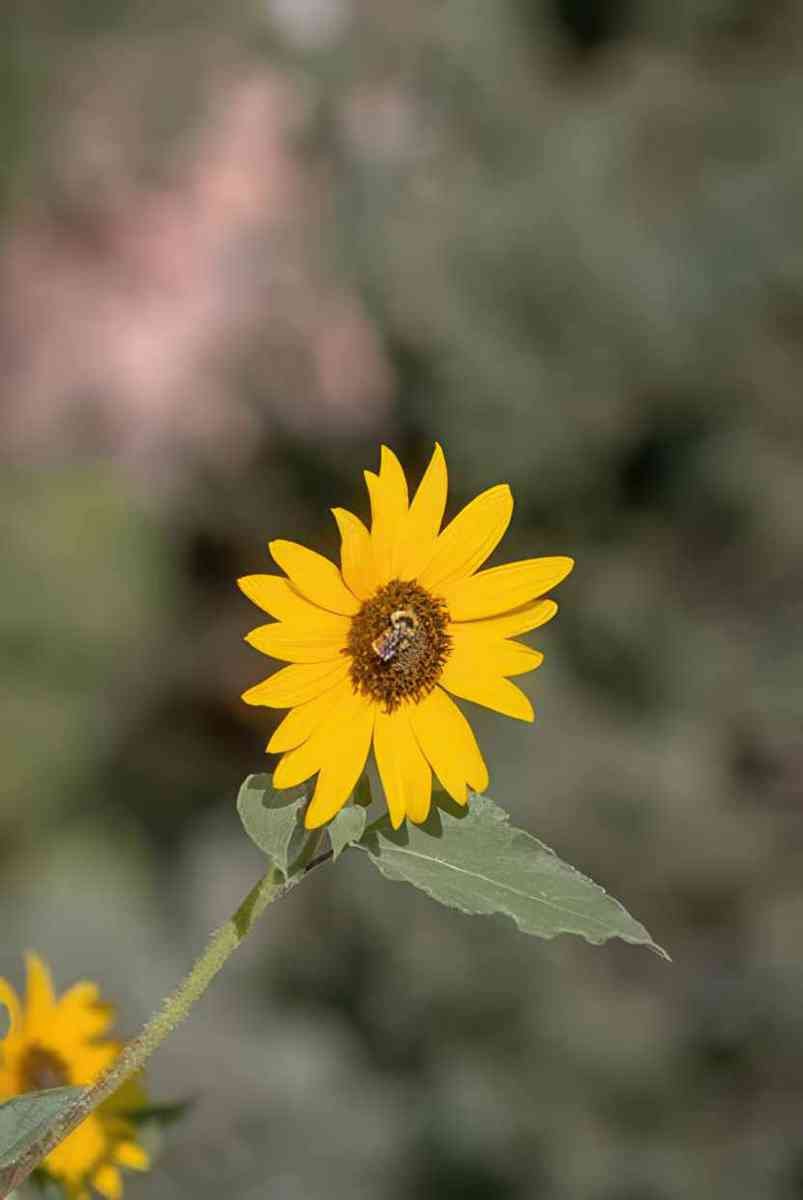 Flower sunflower bee flower A4 Photo Print