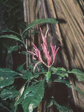 Flower tropical hibiscus flower GIGA 2
