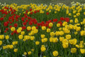 Flower tulips red yellow A4 Photo Print