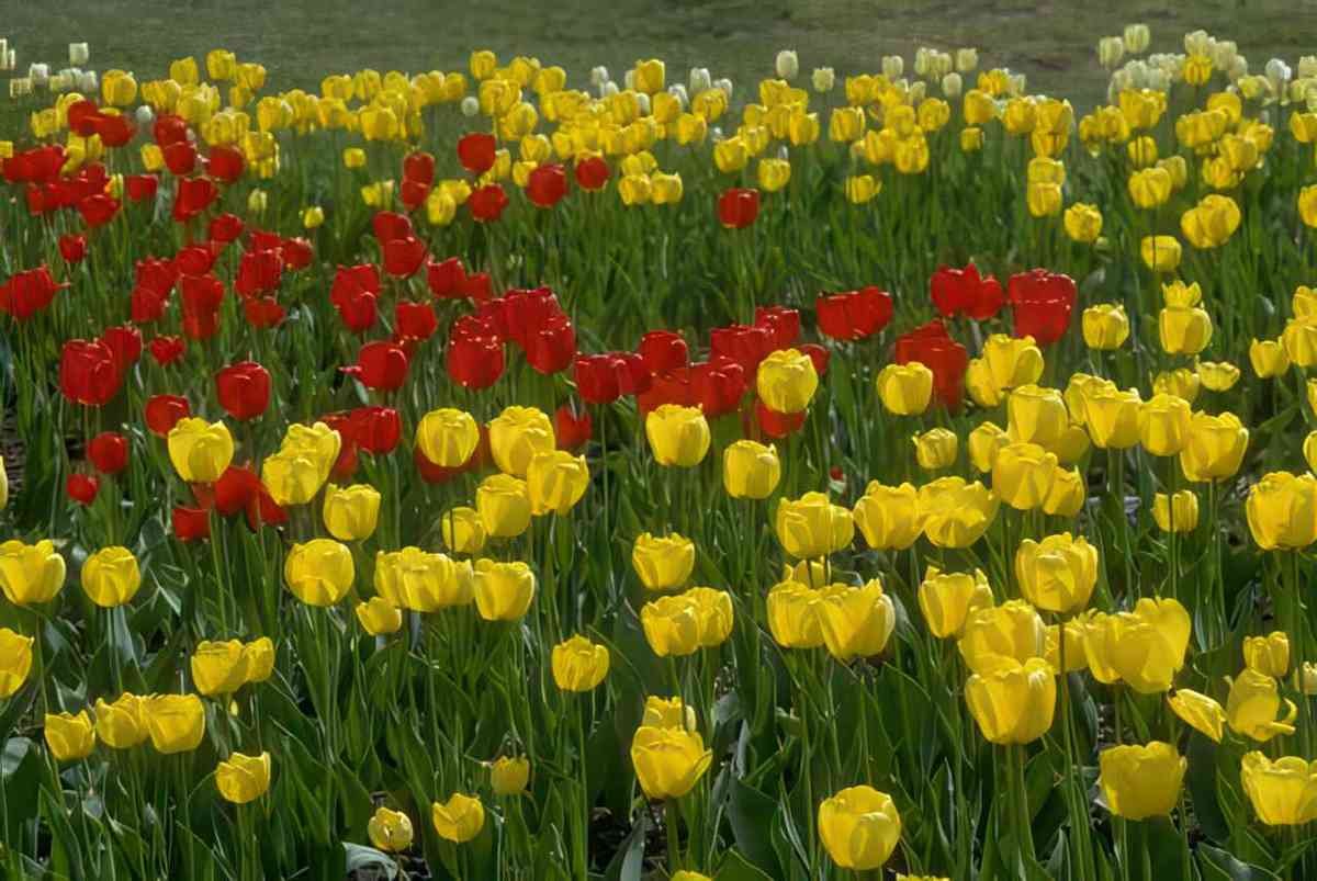 Flower tulips red yellow A4 Photo Print