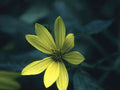 Flower yellow daisy flower GIGA 3