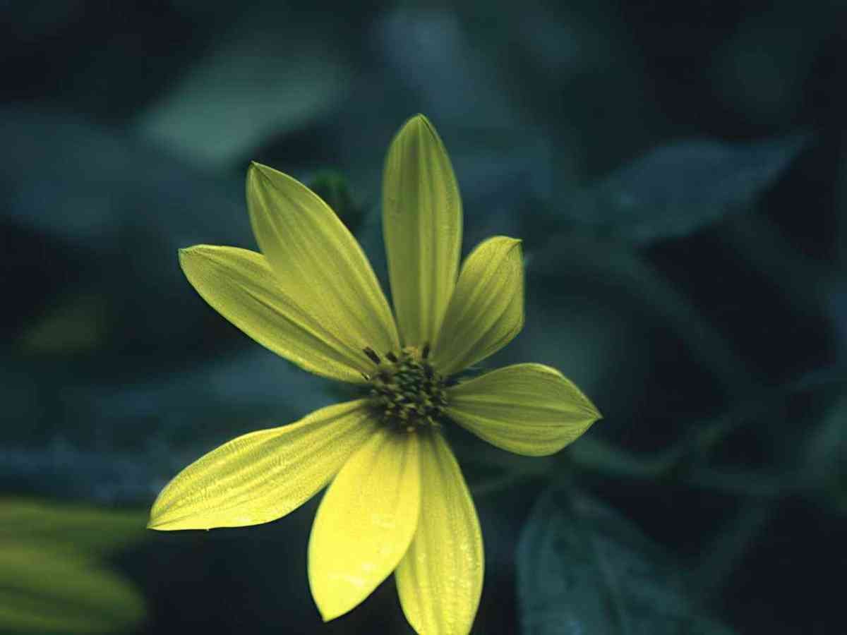 Flower yellow daisy flower GIGA 3