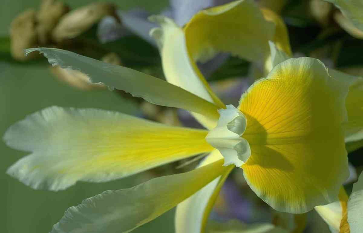 Flower yellow orchid flower GIGA 3