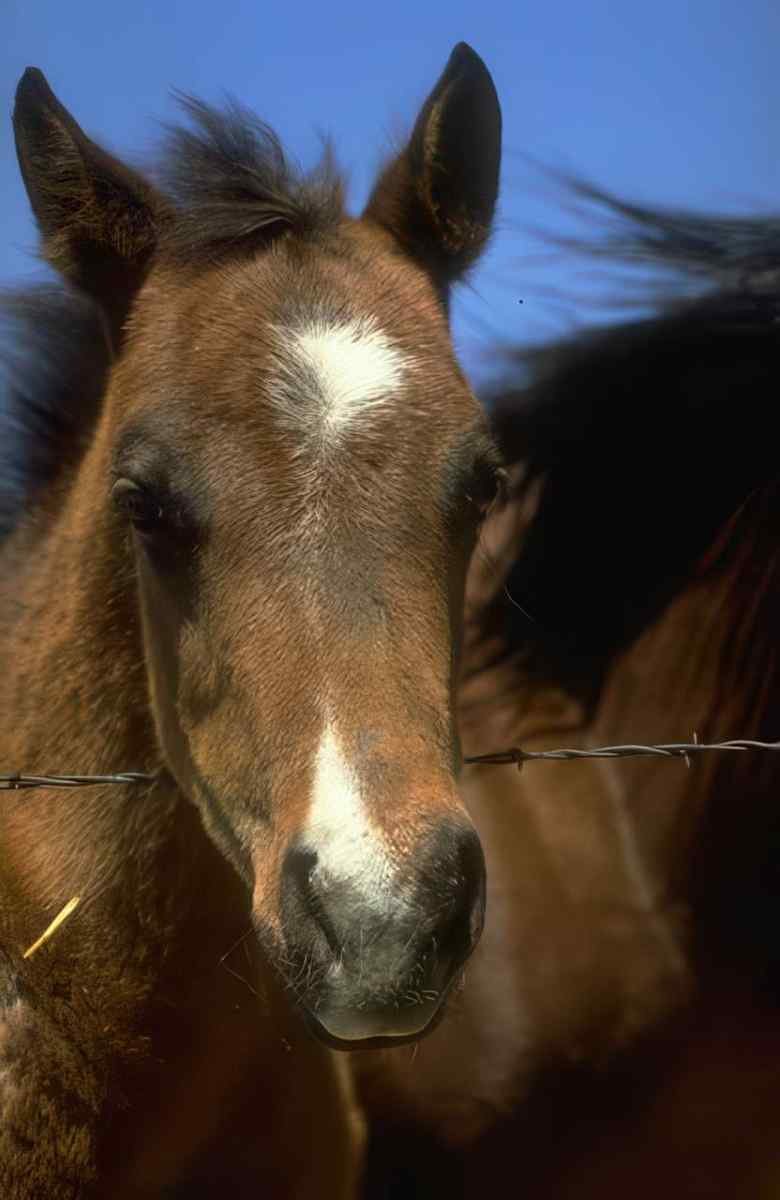 Foal Fence Blue A4 Photo Print
