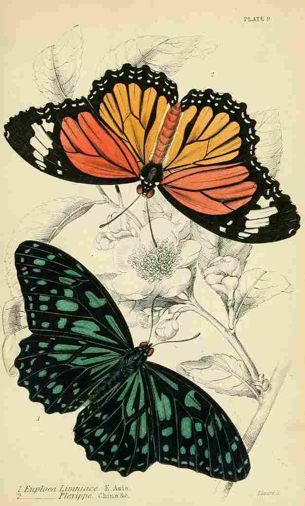 Foreign Butterflies 1858 Euploea A4 Photo Print
