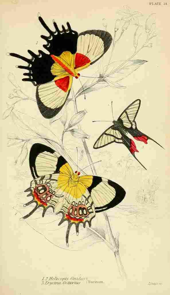 Foreign Butterflies 1858 Helicopis A4 Photo Print