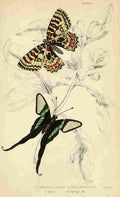 Foreign Butterflies 1858 Leptocircus A4 Photo Print