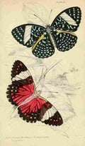 Foreign Butterflies 1858 Peridroma Arethusa A4 Photo Print