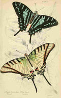 Foreign Butterflies 1858 Protesilaus A4 Photo Print