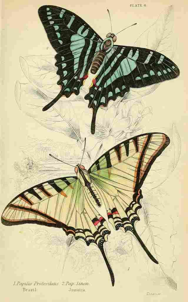 Foreign Butterflies 1858 Protesilaus A4 Photo Print