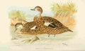 Foster Indian Birds 1915 Andaman Teal A4 Photo Print