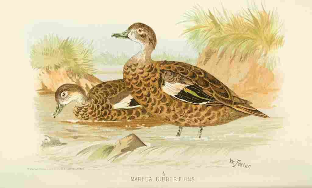 Foster Indian Birds 1915 Andaman Teal A4 Photo Print