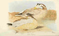 Foster Indian Birds 1915 Bar headed Goose A4 Photo Print