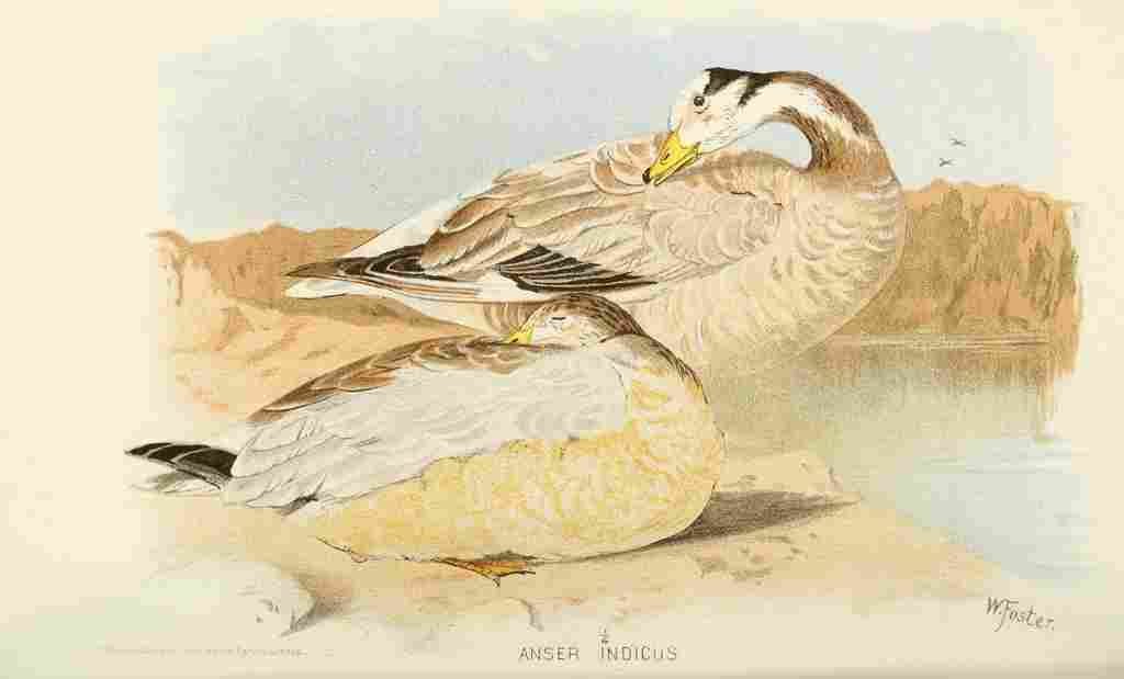 Foster Indian Birds 1915 Bar headed Goose A4 Photo Print