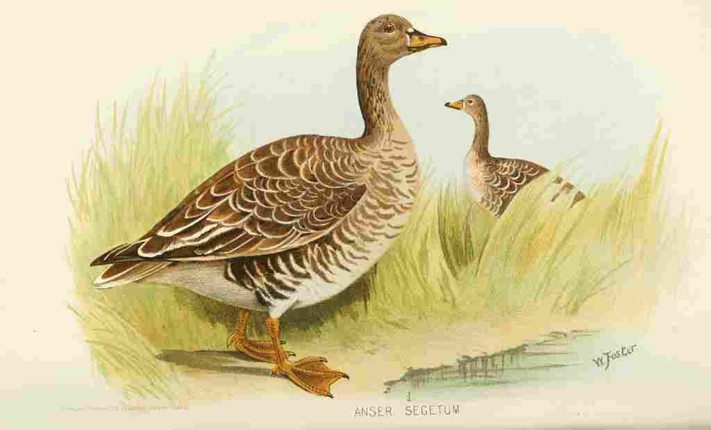 Foster Indian Birds 1915 Bean Goose A4 Photo Print