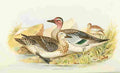 Foster Indian Birds 1915 Blue winged Teal A4 Photo Print