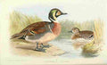 Foster Indian Birds 1915 Clucking Teal A4 Photo Print
