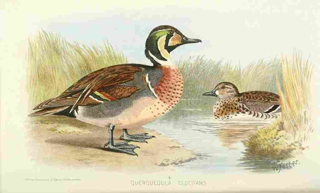 Foster Indian Birds 1915 Clucking Teal A4 Photo Print